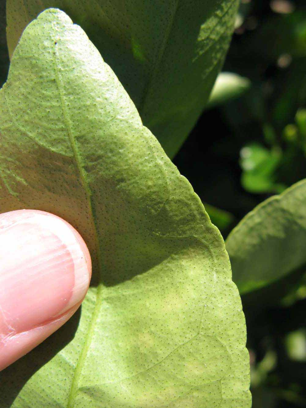              Margin (Winter Haven, FL)       